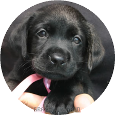 ピンク(NORBLE 女の子)